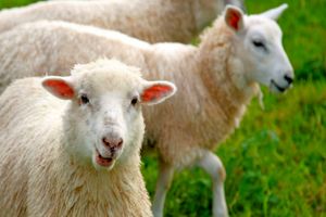 توصیه به «شمارش گوسفند» هنگام بی خوابی از کجا می آید؟
