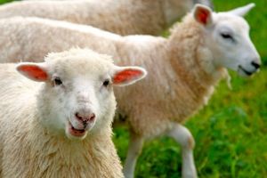 توصیه به «شمارش گوسفند» هنگام بی خوابی از کجا می آید؟