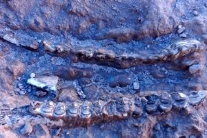 کشف ۴۰۰ فسیل ۱۰ میلیون‌ساله در مراغه