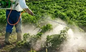 علت انتشار بوی سم کشاورزی در املش