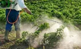 علت انتشار بوی سم کشاورزی در املش