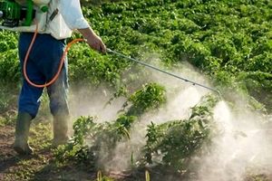 علت انتشار بوی سم کشاورزی در املش