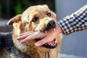 ۷۰درصد سگ گزیدگی ها توسط سگ های خانگی است