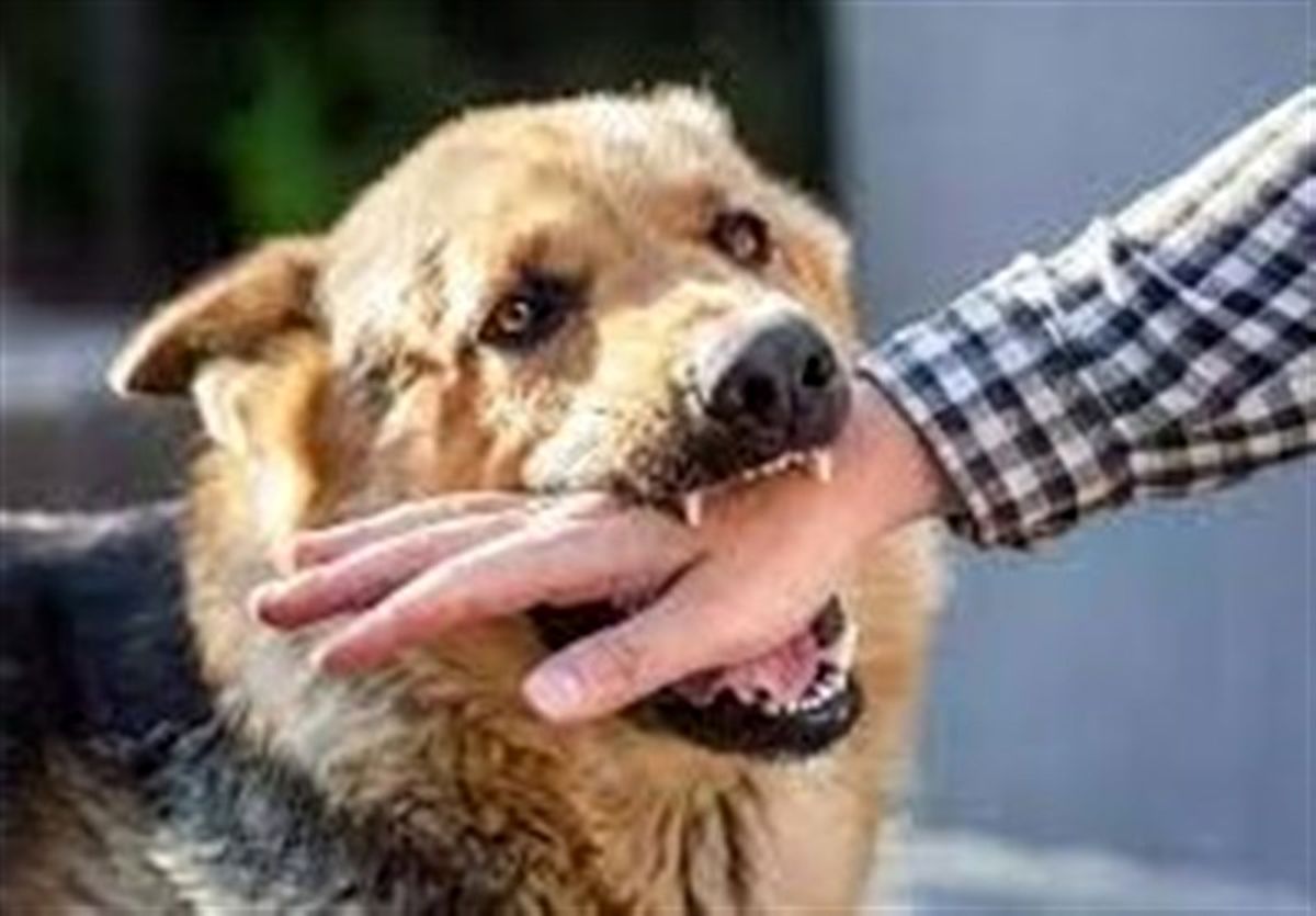 ۷۰درصد سگ گزیدگی ها توسط سگ های خانگی است