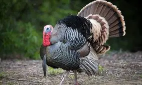 فوتبال بازی کردن بوقلمون‌ها/ ویدئو