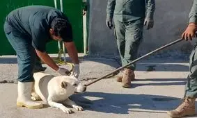 سگ مهاجم 9 نفر را زخمی کرد