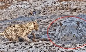  شکار پلنگ در گل و لای و ظاهر شدن اسب آبی غول پیکر/ ویدئو