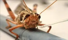 ورود نوعی ملخ‌ به بازار مواد غذایی در اتحادیه اروپا