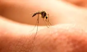 رابطه مستقیم بین گرم شدن زمین و افزایش بیماری مالاریا