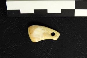 کشف یک آویز ۲۰ هزار ساله از جنس دندان گوزن در سیبری