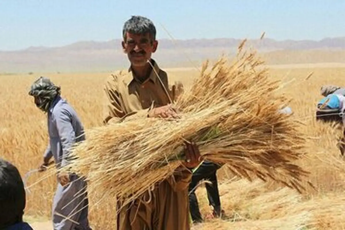 کشاورزان پول فروش گندم اردیبهشت را دریافت کردند؟