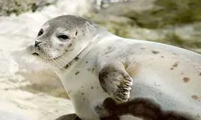 تنهاترین پستاندار خزر نفس ندارد