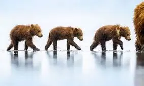 مسحورکننده‌ترین عکس‌های طبیعت در سال 2023، از خرس عینکی تا چنبرۀ مار سبز