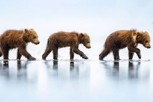 مسحورکننده‌ترین عکس‌های طبیعت در سال 2023، از خرس عینکی تا چنبرۀ مار سبز