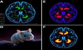 راه رفتن دوباره موش‌ها پس از سکته با سلول‌های مغزی آزمایشگاهی

