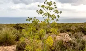 مدفوع شیطان یا لذت شام؟!