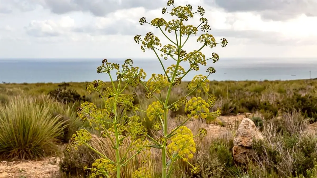 مدفوع شیطان یا لذت شام؟!