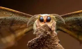 شاهکارهای عکاسی «کلوزآپ» که برندۀ جایزه سال 2026 شدند 