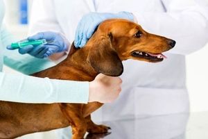 واکسن به جای سگ کشی