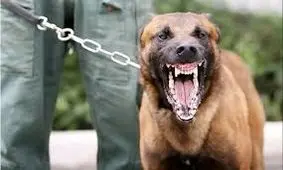 مرگ دردناک پسربچه 11ساله در جدال با سگ ولگرد