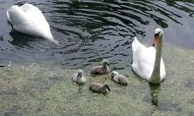 بازداشت ۳ نوجوان پس از کشتن و خوردن قوی محبوب روستا/ ویدئو