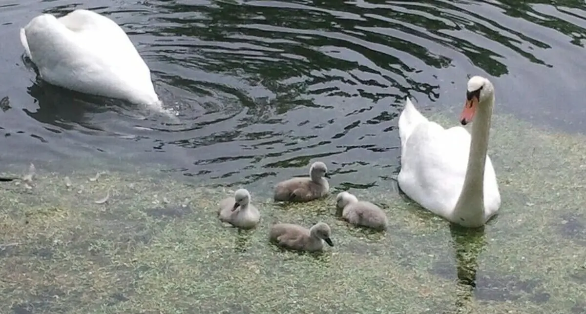 بازداشت ۳ نوجوان پس از کشتن و خوردن قوی محبوب روستا/ ویدئو