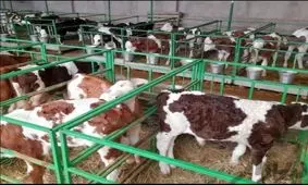 گوساله ۲۰۰ هزار تومان شد