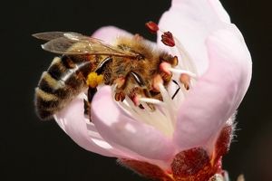 حقه‌ زنبورها برای گل‌ دهی گیاهان، دانشمندان را گیج کرده