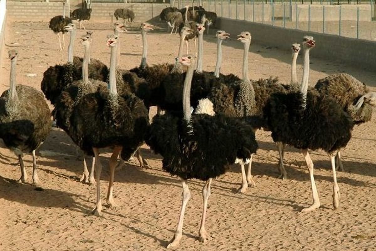 تولید سالانه ۳۱ تن گوشت شترمرغ در جوین