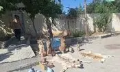 انهدام باند بزرگ شکارچیان در چهارمحال و بختیاری
