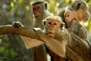 سریلانکا 100هزار میمون به چین صادر می کند