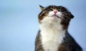 گربه روی بیمار افتاد، بیمار ۱۵۰ میلیون غرامت گرفت