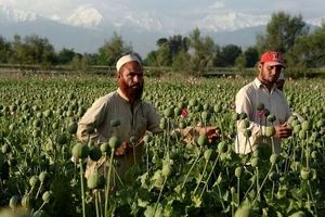 افزایش قیمت «تریاک» با فرمان ممنوعیت کشت توسط طالبان/ نقش سیاست طالبان بر بازارهای جهانی

