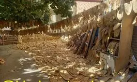 احتکار عجیب ۵ هزار نان در حیاط یک خانه!