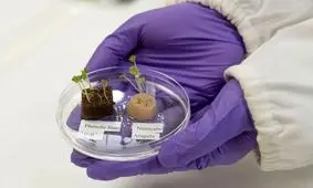 رشد سالاد از موی انسان/ یک پیشرفت مهم برای کشاورزی