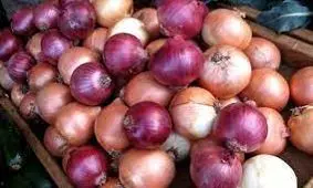 واردات ۵۰ هزار تن پیاز از خارج برای تنظیم بازار داخل