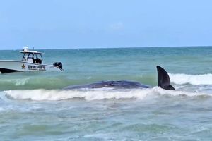  مرگ یک نهنگ عنبر در فلوریدای آمریکا/ ویدئو