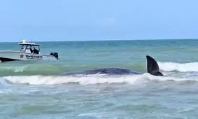  مرگ یک نهنگ عنبر در فلوریدای آمریکا/ ویدئو