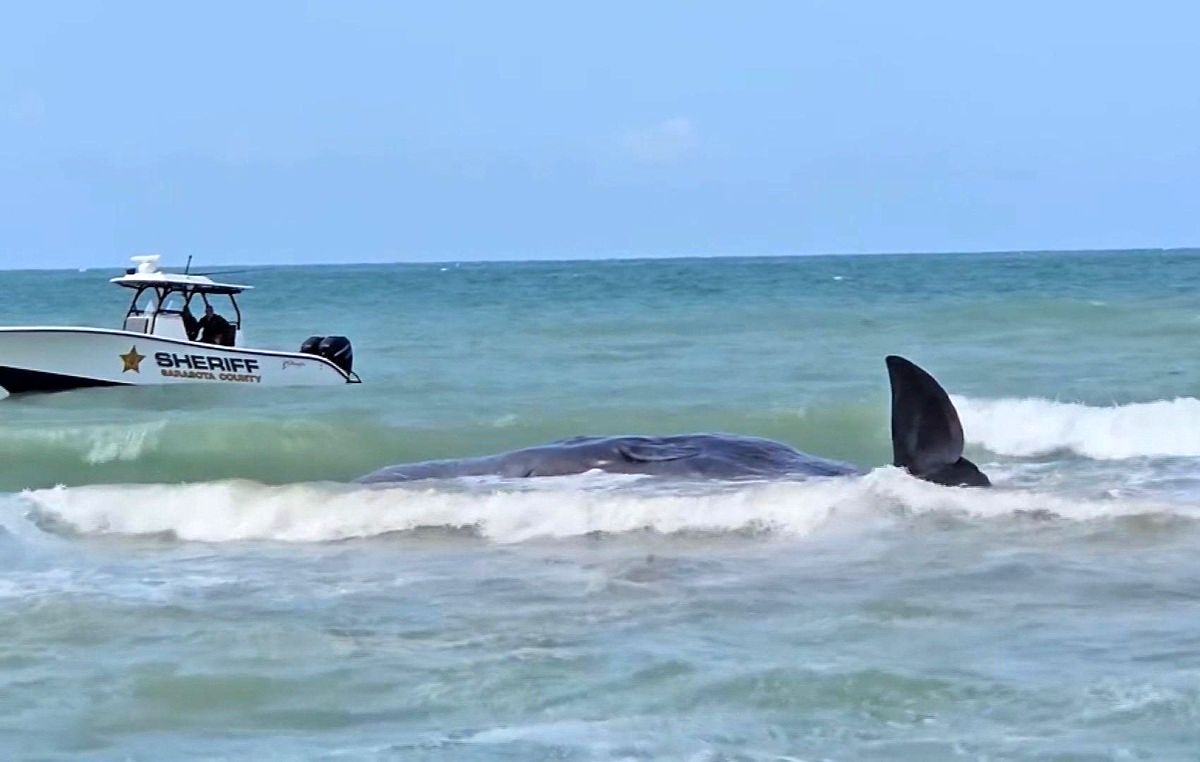  مرگ یک نهنگ عنبر در فلوریدای آمریکا/ ویدئو