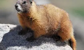 واکنش جالب سنجاب های مارموت هنگام ترس/ ویدئو