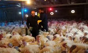 گوشت بوقلمون به طرح کالابرگ الکترونیک اضافه شد