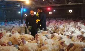 گوشت بوقلمون به طرح کالابرگ الکترونیک اضافه شد