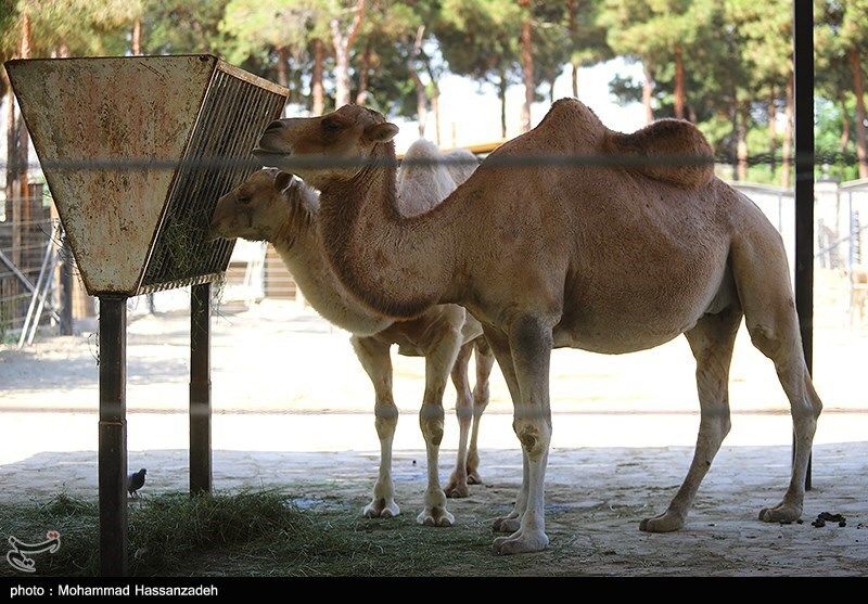 تلف شدن سریالی حیوانات در باغ وحش ارم در طی یک ماه