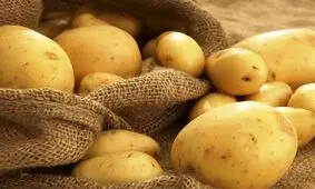 سیب زمینی گران می‎‌شود؟