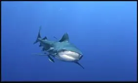 ۱۱ واقعیت باورنکردنی در مورد کوسه قاتل گاو نر