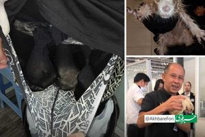 تلاش یک گردشگر برای قاچاق سمور و سگ دشتی داخل شلوارش