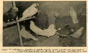 مقررات کفتر پرانی تصویب شد؛ بهمن ۵۴