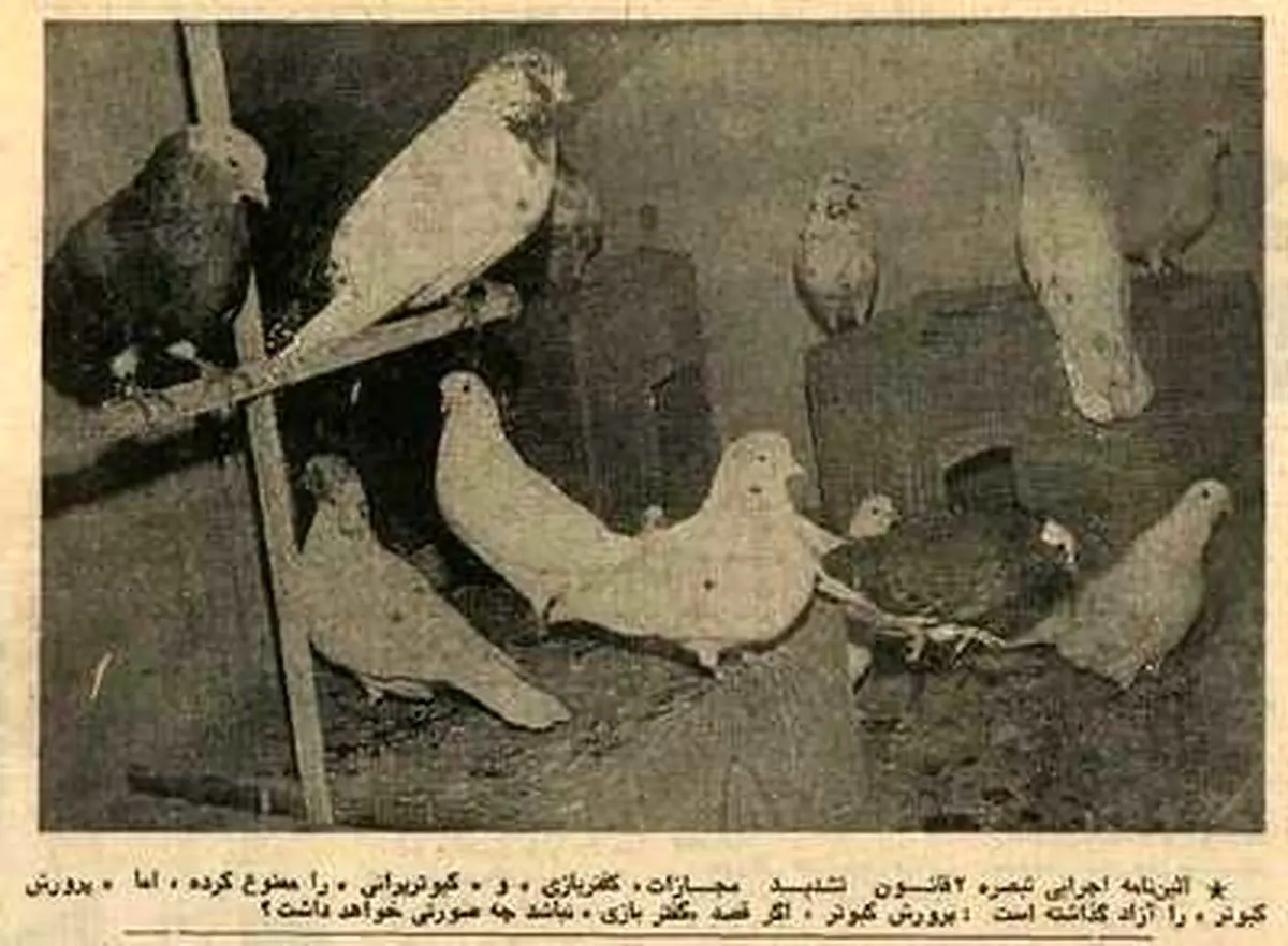 مقررات کفتر پرانی تصویب شد؛ بهمن ۵۴