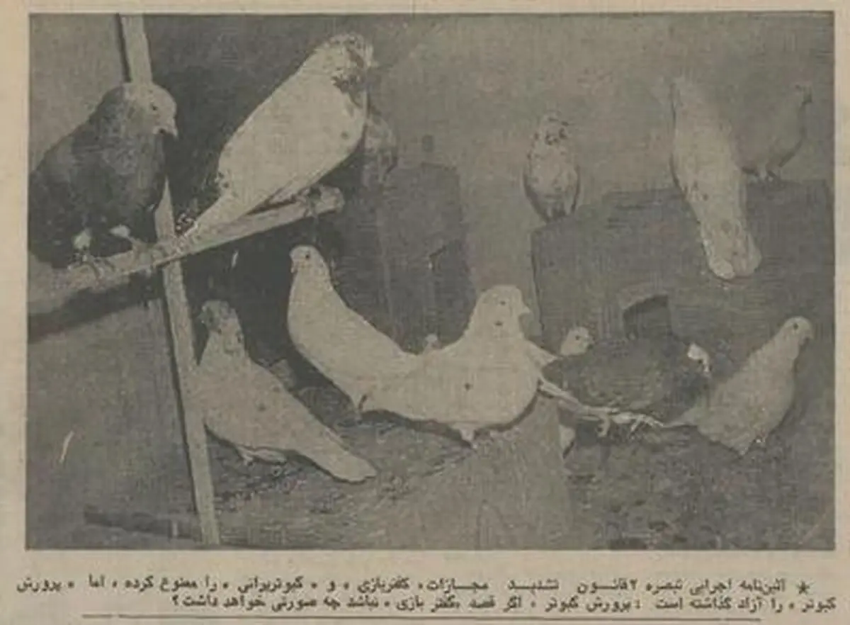 مقررات کفتر پرانی تصویب شد؛ بهمن ۵۴