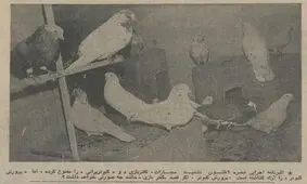 مقررات کفتر پرانی تصویب شد؛ بهمن ۵۴
